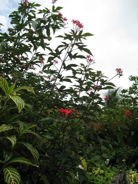 Pineapple Hill Sea View Cottage Port Antonio
