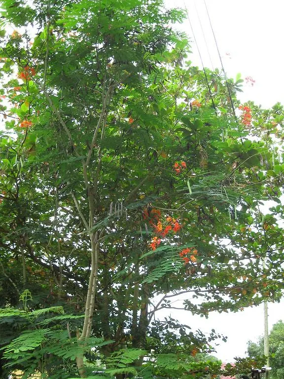 Pineapple Hill Sea View Cottage Port Antonio